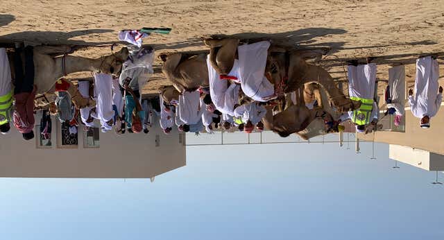 Carreras de camellos, el «deporte» que realmente genera pasión en Catar