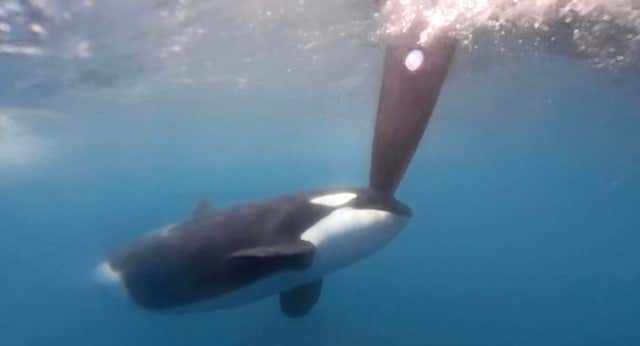 Las orcas atacan a la flota de The Ocean Race
