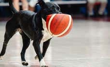 ¡Un perro irrumpe en el partido de clasificación a la Americup entre Chile y Argentina!