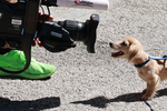 Los grandes enganchones desaparecen de la F1 y la cámara se centra ahora en el perro de Charles Leclerc