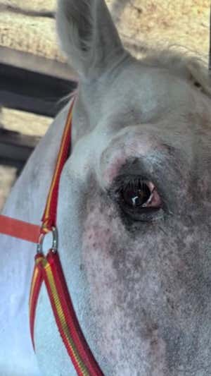 El ojo dañado de Ícaro.  CEDIDA